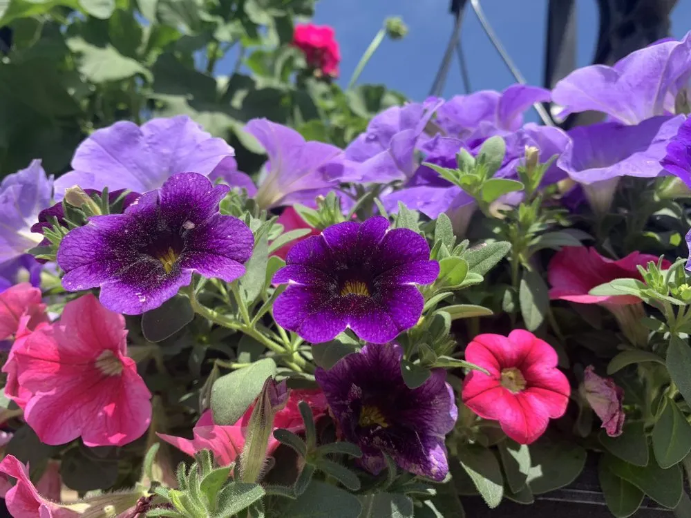 Top-rated landscape design for residential properties in Ashland, VA by Hanover Plant Farm