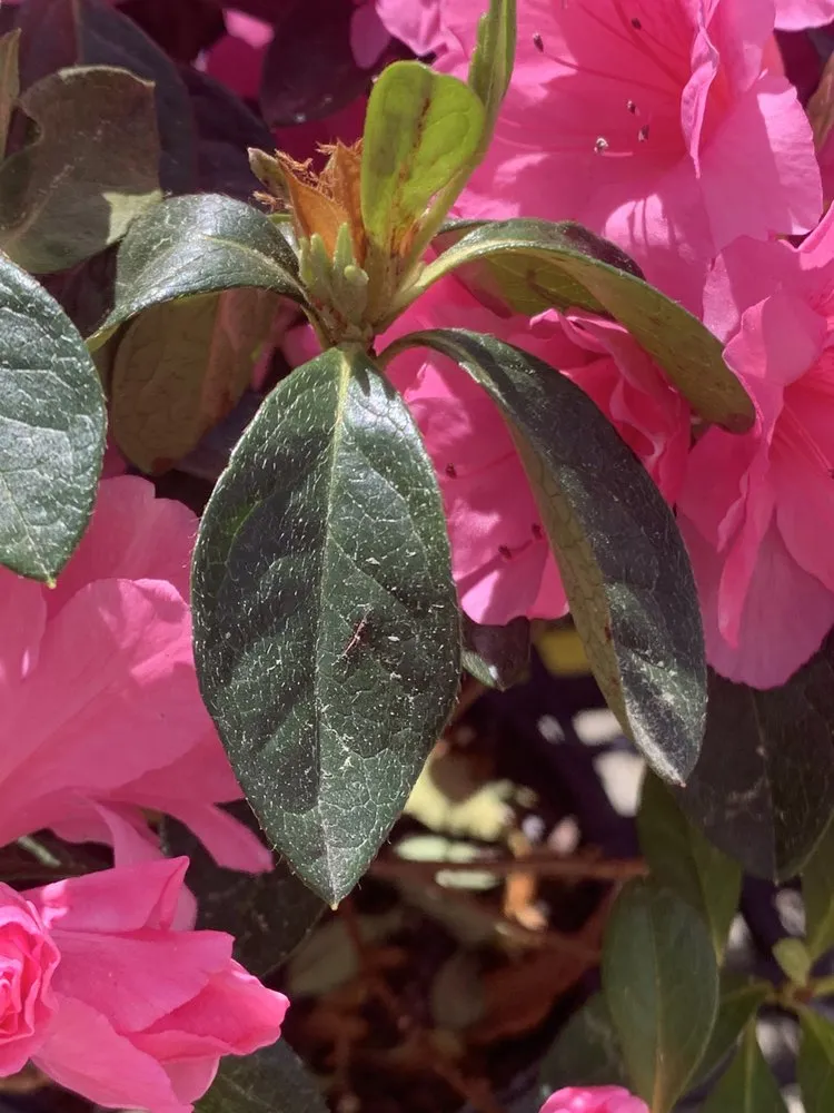 Reliable lawn mowing service experts serving Ashland, VA - Hanover Plant Farm