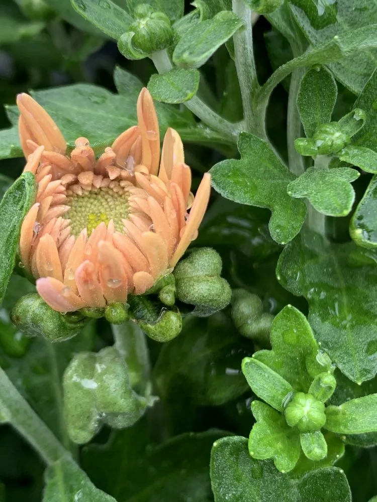 Trusted lawn care service in Ashland, VA by Hanover Plant Farm