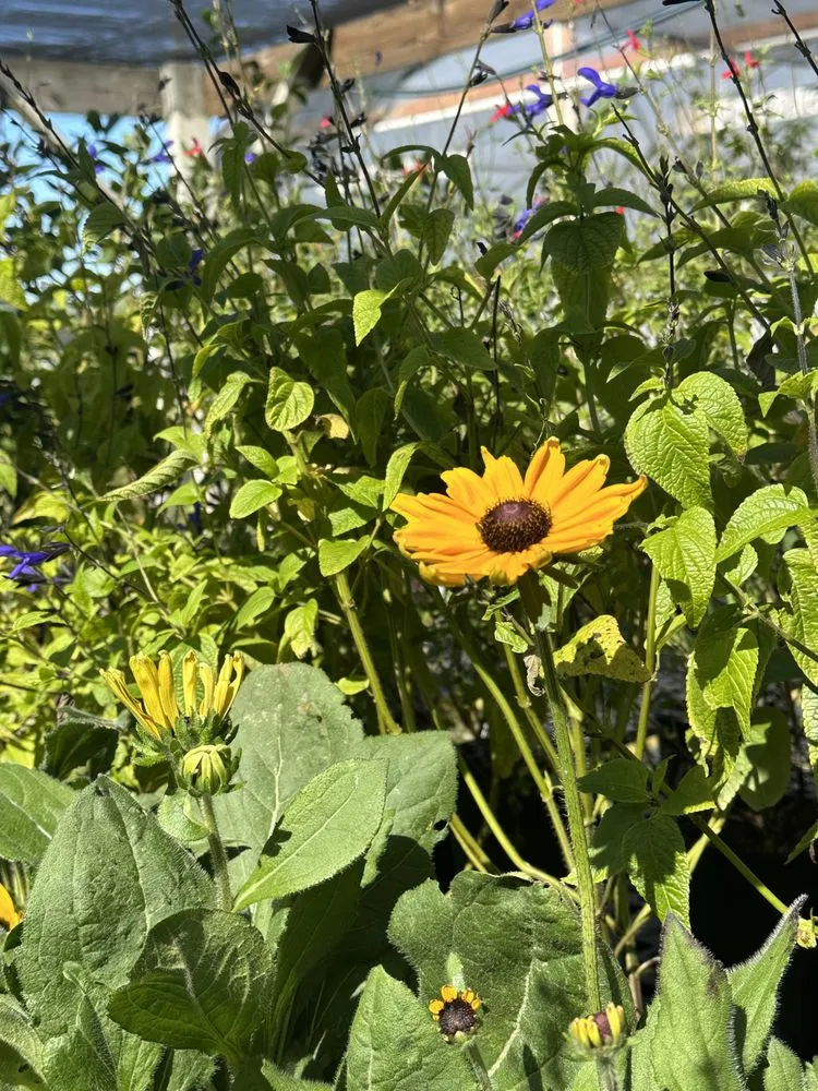 Professional yard maintenance for residential properties across Ashland, VA - Hanover Plant Farm