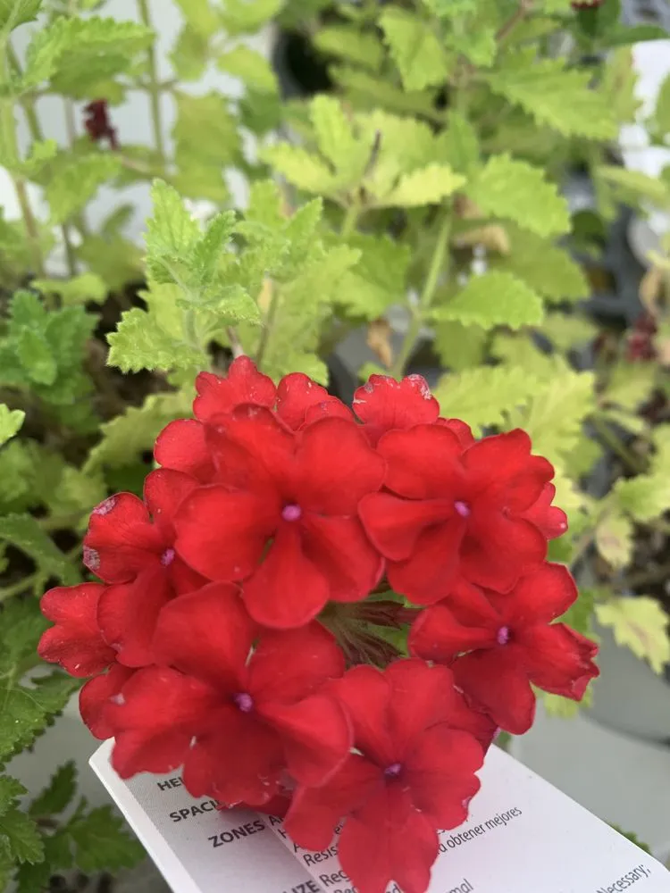 Custom yard cleanup service in Ashland, VA by Hanover Plant Farm