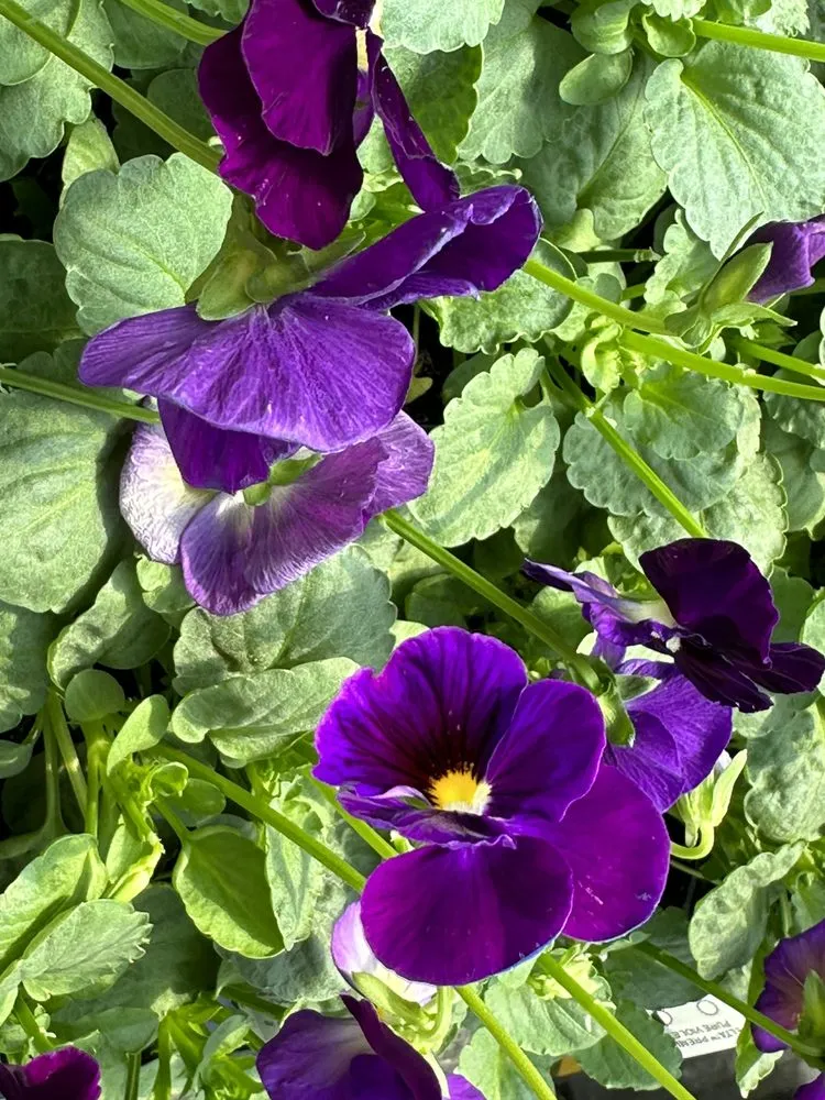 Trusted lawn care service with custom design in Ashland, VA by Hanover Plant Farm