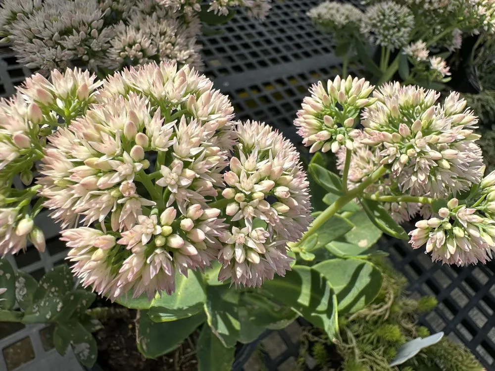 Custom garden landscaping for residential properties in Ashland, VA by Hanover Plant Farm