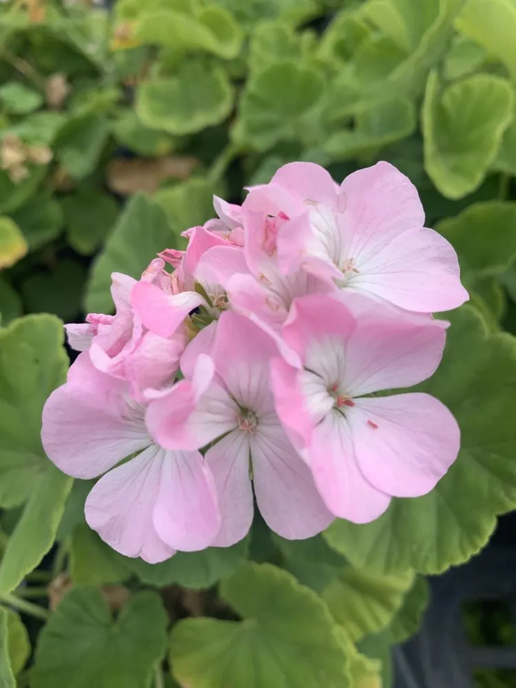 Trusted outdoor landscaping experts serving Ashland, VA - Hanover Plant Farm