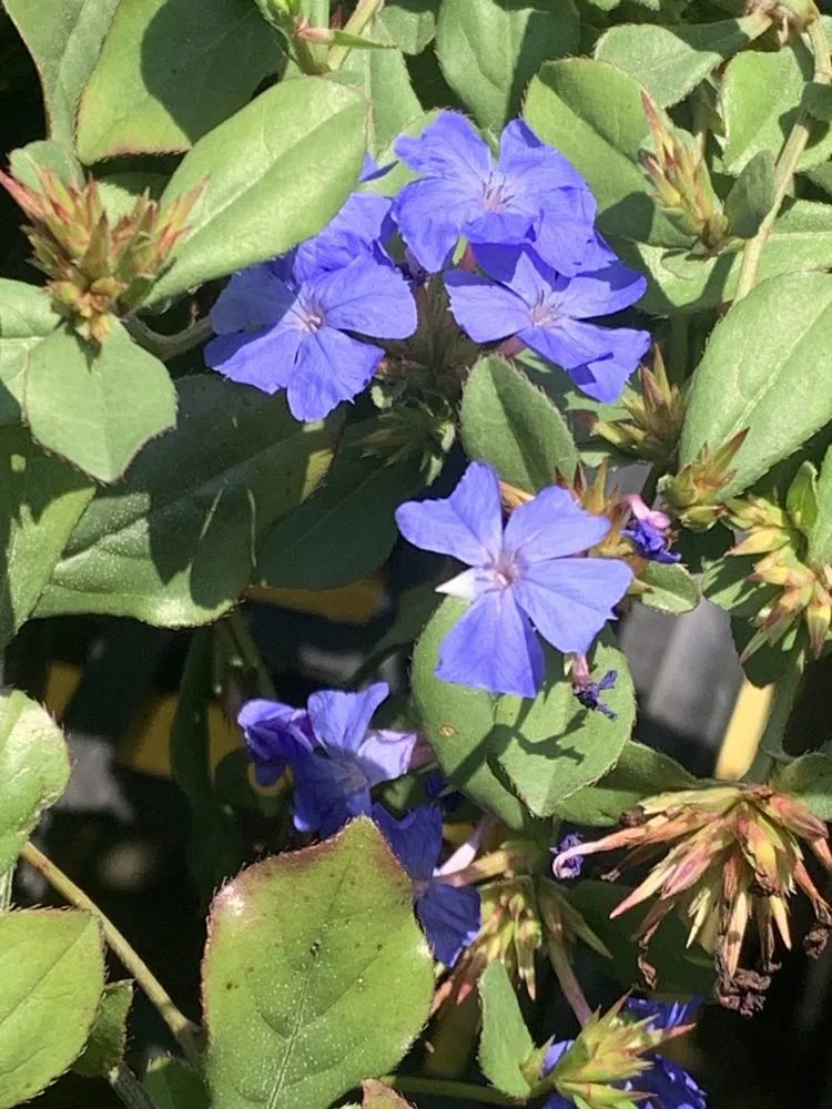 Custom yard cleanup service in Ashland, VA - Hanover Plant Farm