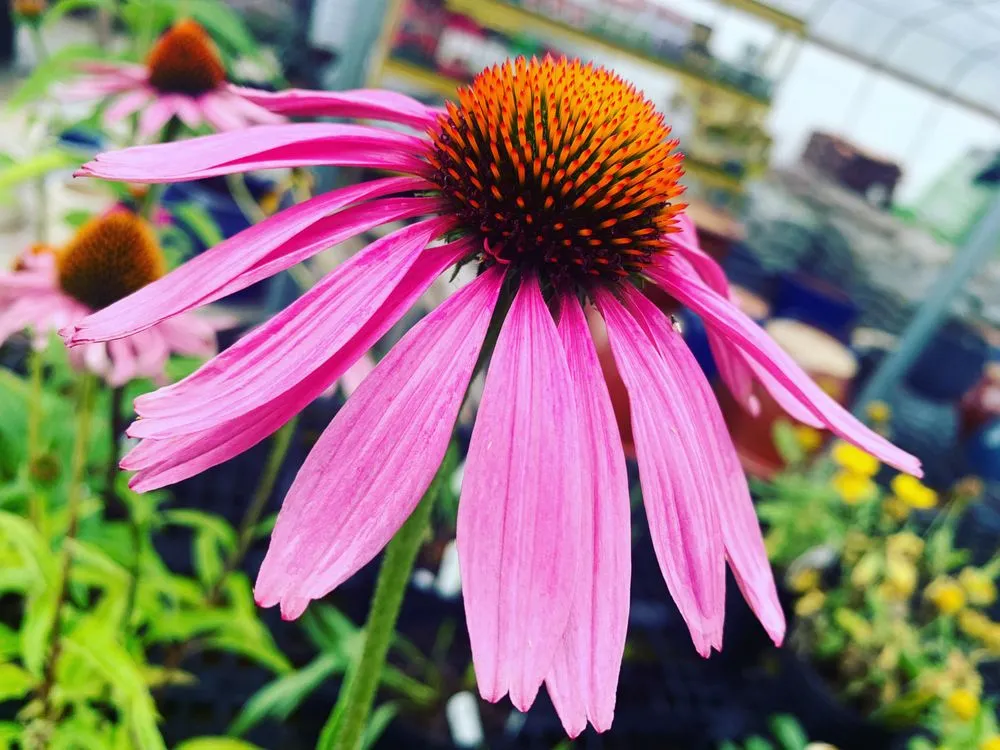 Custom residential landscaping experts serving Ashland, VA - Hanover Plant Farm