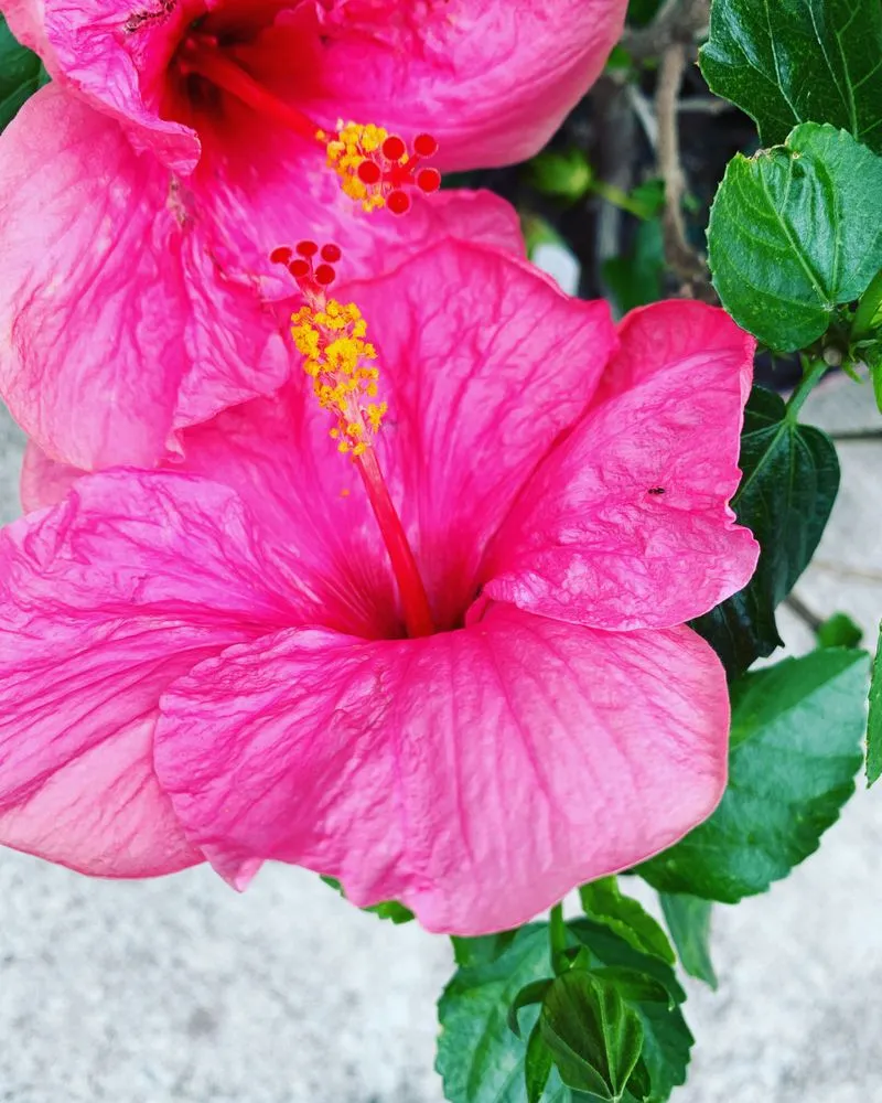 Professional residential landscaping experts serving Ashland, VA - Hanover Plant Farm