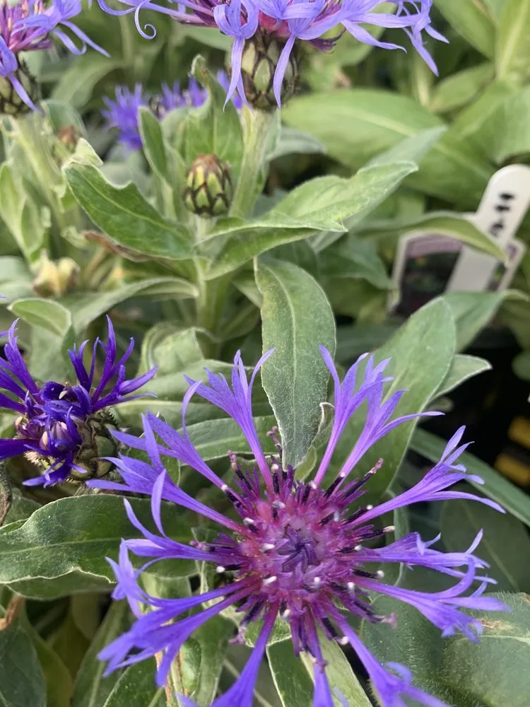 Expert garden landscaping experts serving Ashland, VA - Hanover Plant Farm