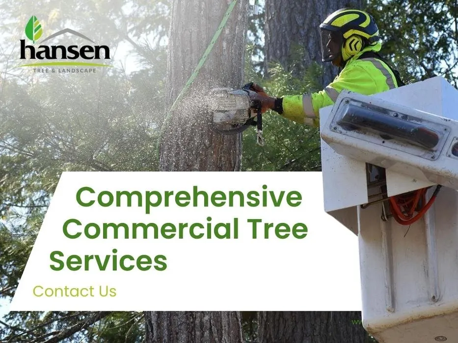 Trusted residential landscaping in Abington, MA by Hansen Tree