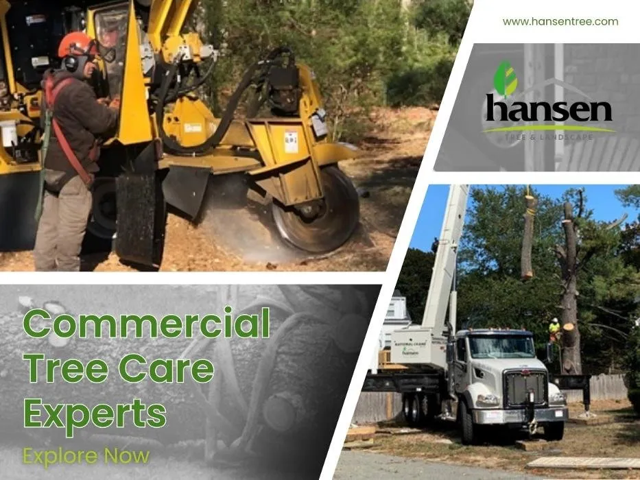 Expert landscaping services in Abington, MA - Hansen Tree