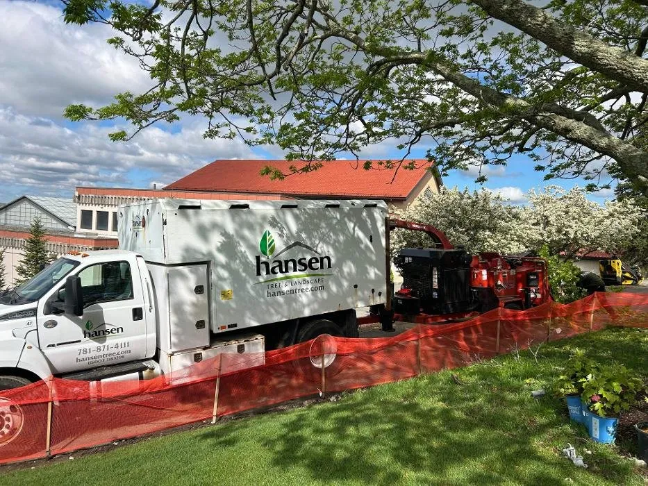 Local landscape design in Abington, MA by Hansen Tree