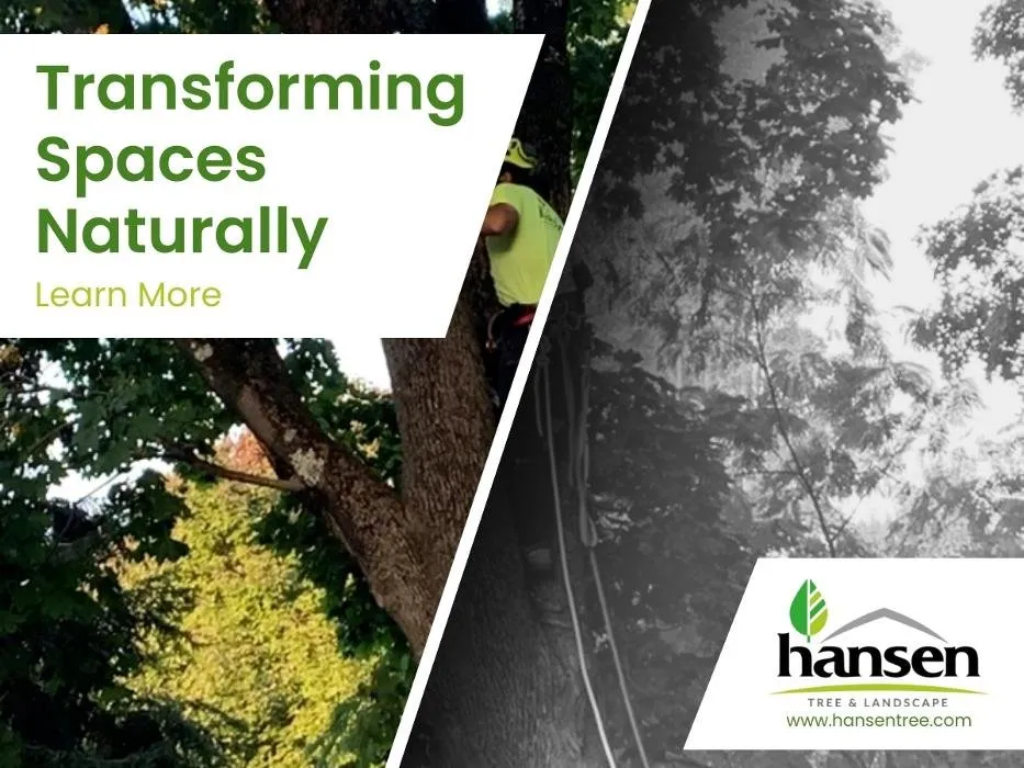 Local lawn mowing service experts serving Abington, MA - Hansen Tree