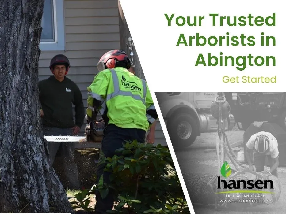 Top-rated yard maintenance for homes across Abington, MA - Hansen Tree