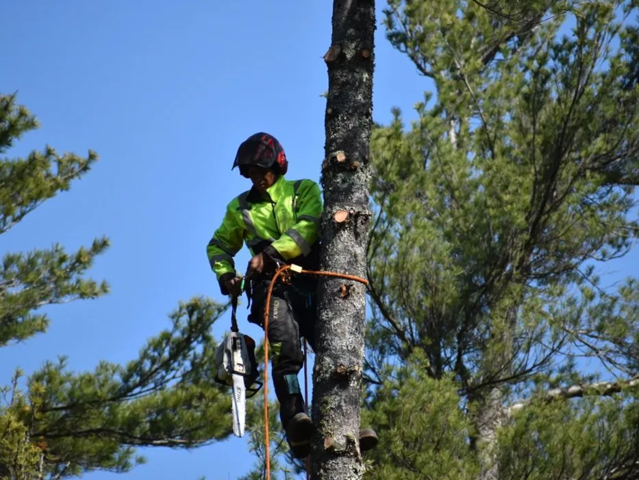 Reliable landscape installation in Abington, MA by Hansen Tree