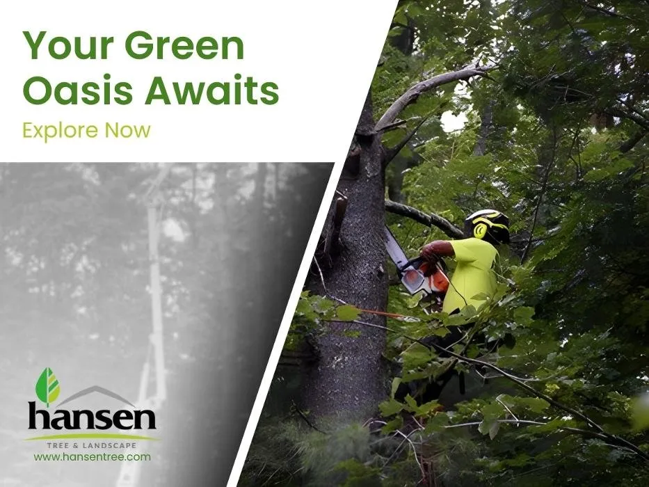 Reliable landscape installation in Abington, MA by Hansen Tree