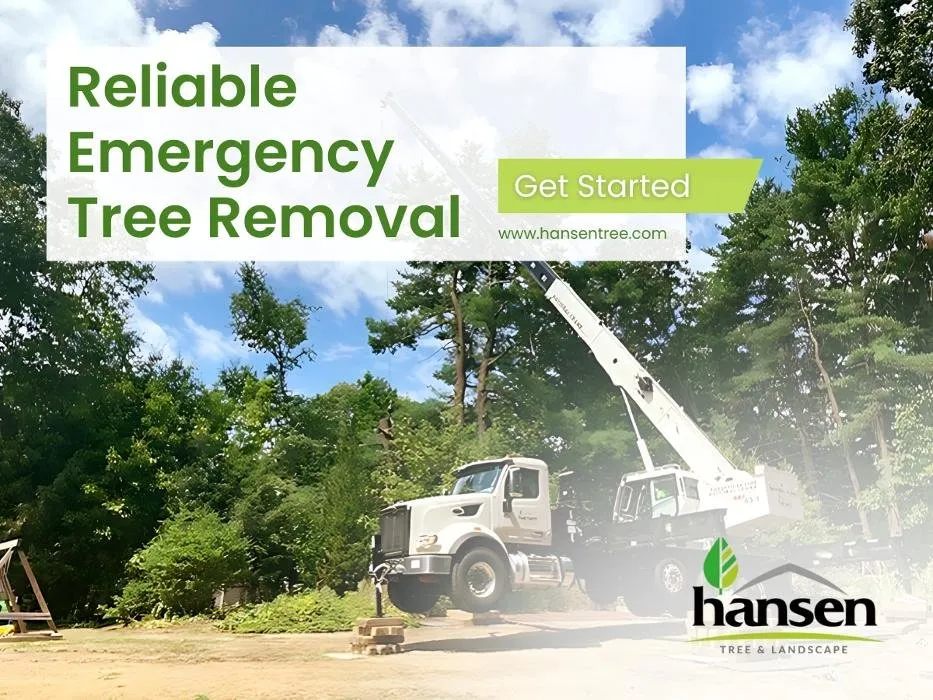 Local landscape design for homes in Abington, MA by Hansen Tree