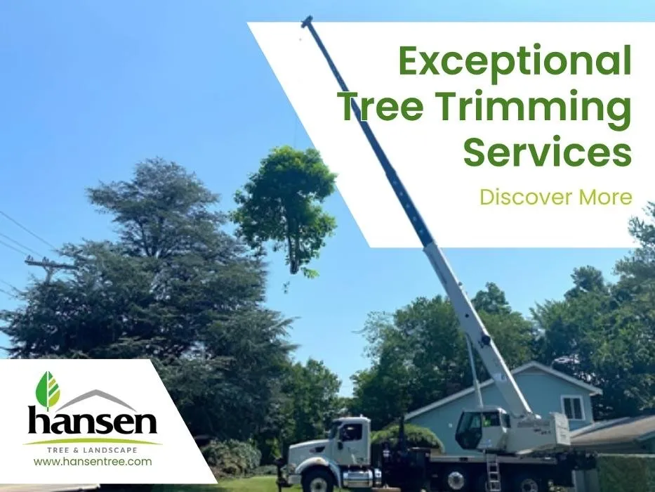 Trusted residential landscaping for outdoor upgrades across Abington, MA - Hansen Tree