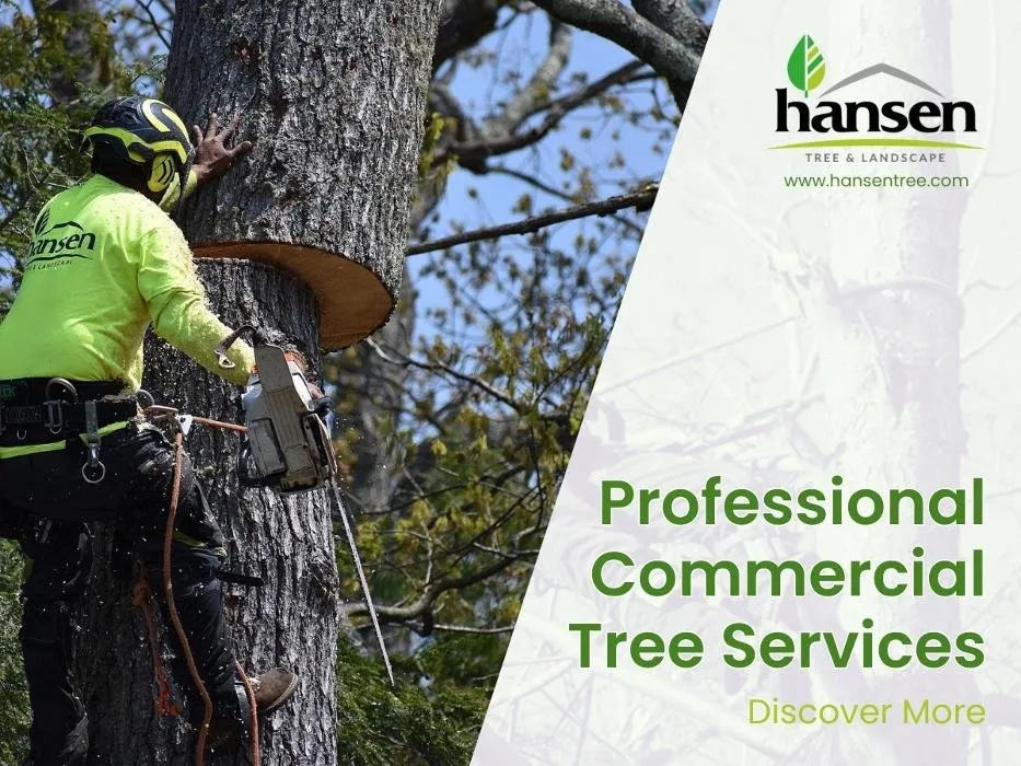 Local residential landscaping in Abington, MA by Hansen Tree