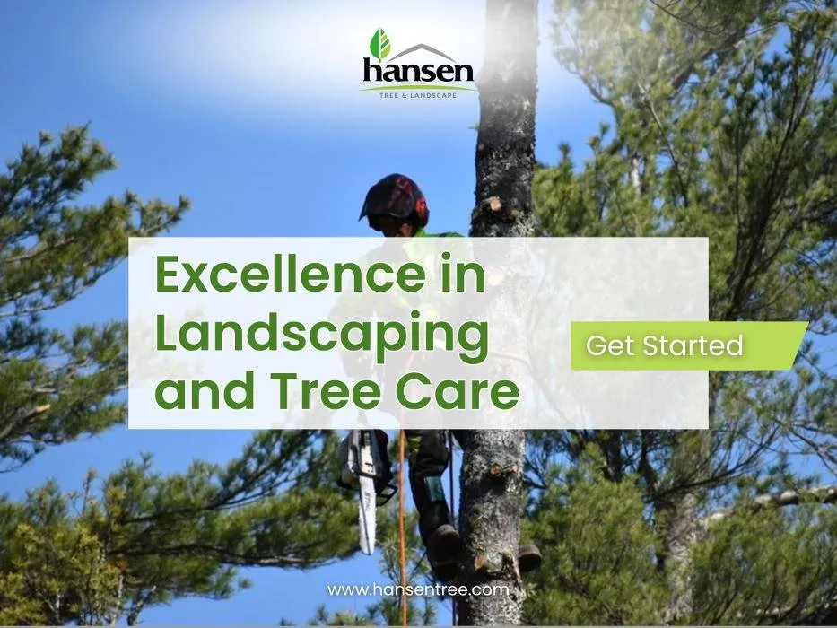 Affordable yard maintenance experts serving Abington, MA - Hansen Tree