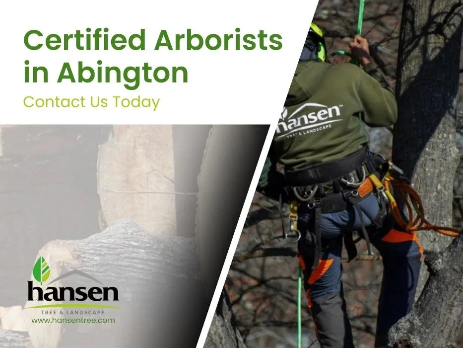 Expert outdoor landscaping in Abington, MA - Hansen Tree