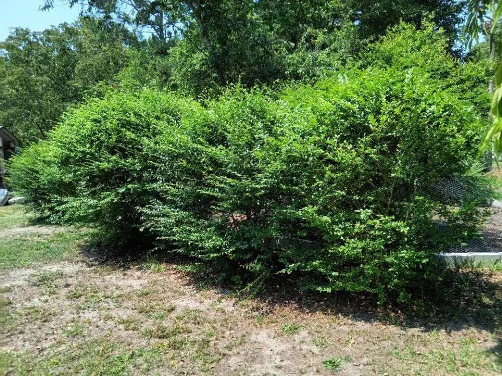 Professional outdoor landscaping in Marston, NC - Hansen's General Lawn Care