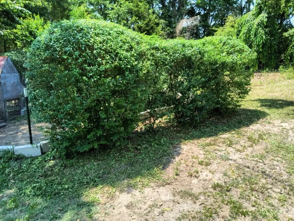 Professional outdoor landscaping for year-round maintenance across Marston, NC - Hansen's General Lawn Care