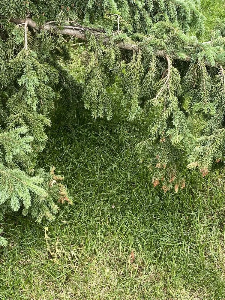 Professional outdoor landscaping for outdoor upgrades across Woodbury, MN - Hansen's Lawn Care