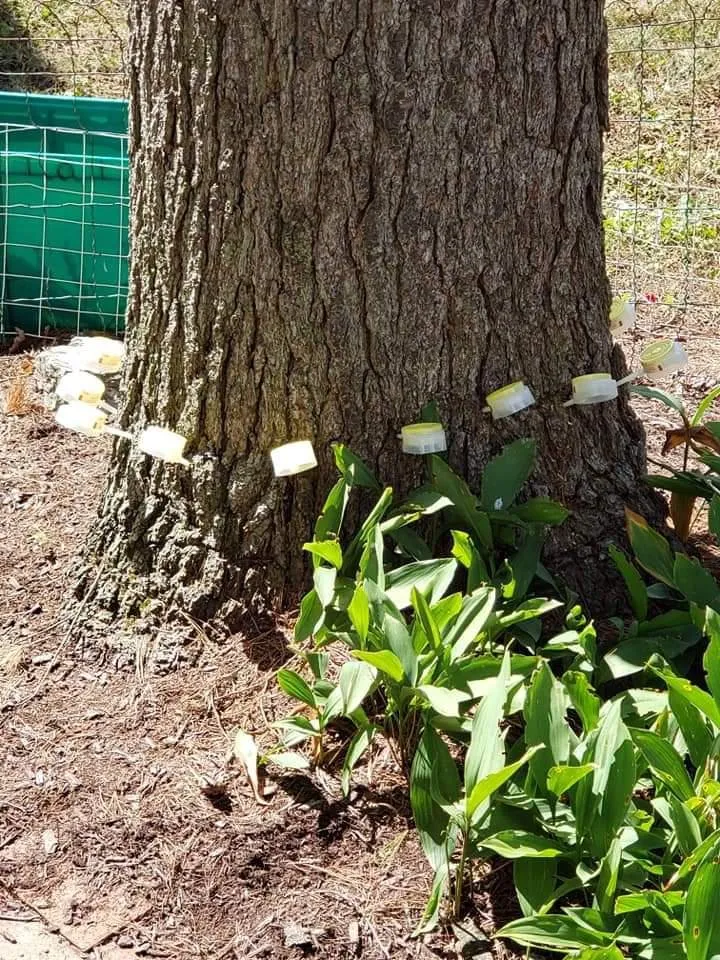 Reliable yard maintenance in Perrysburg, OH - Hansen's Tree & Crane Service