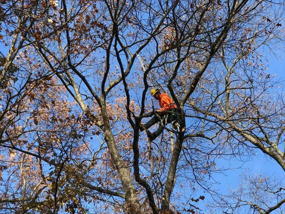 Expert residential landscaping for homes across Perrysburg, OH - Hansen's Tree & Crane Service