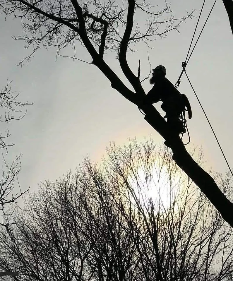 Expert landscaping services experts serving Perrysburg, OH - Hansen's Tree & Crane Service