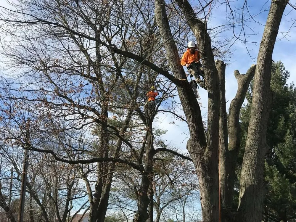 Top-rated yard maintenance experts serving Perrysburg, OH - Hansen's Tree & Crane Service