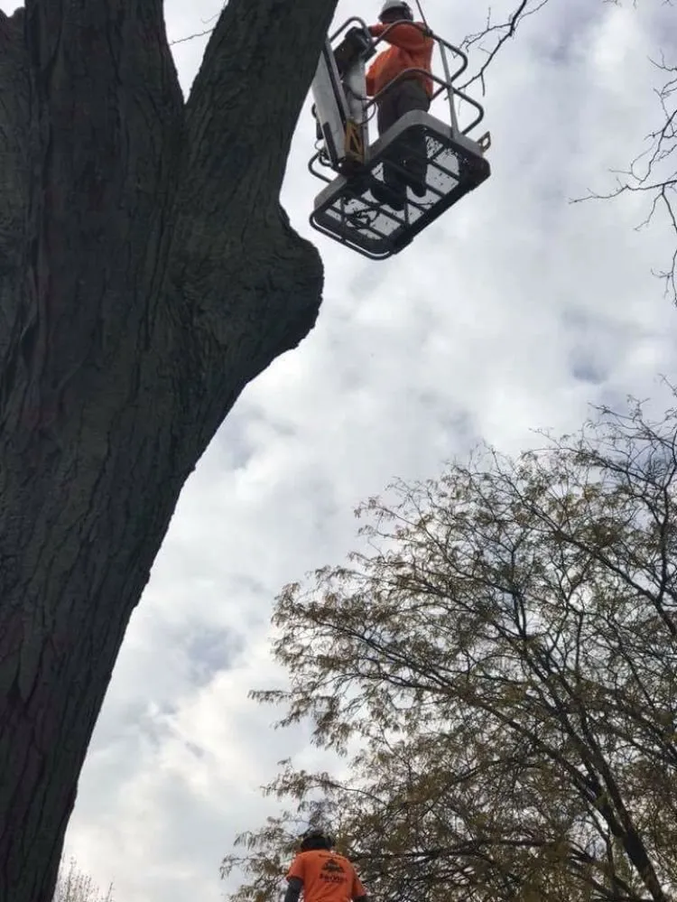 Trusted lawn mowing service in Perrysburg, OH by Hansen's Tree & Crane Service