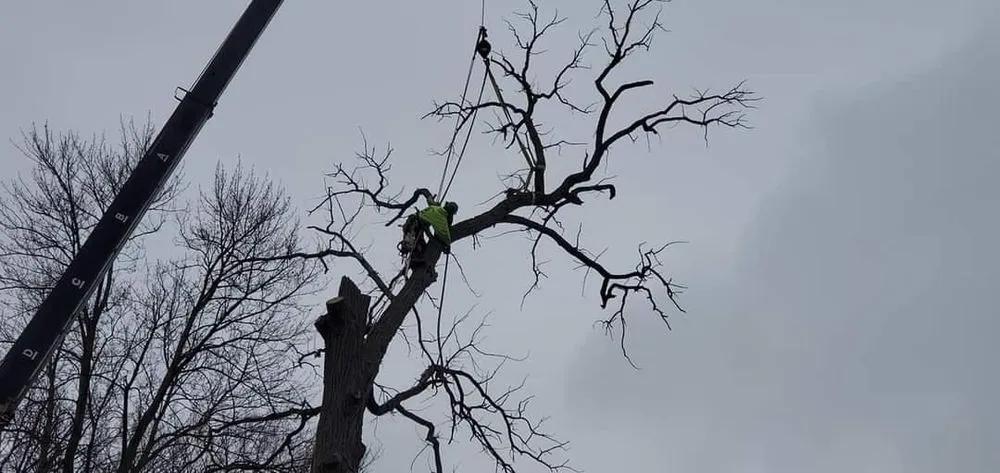 Top-rated landscape design experts serving Perrysburg, OH - Hansen's Tree & Crane Service