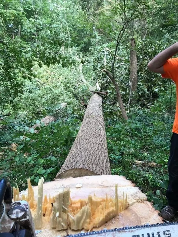 Local landscaping services in Perrysburg, OH - Hansen's Tree & Crane Service