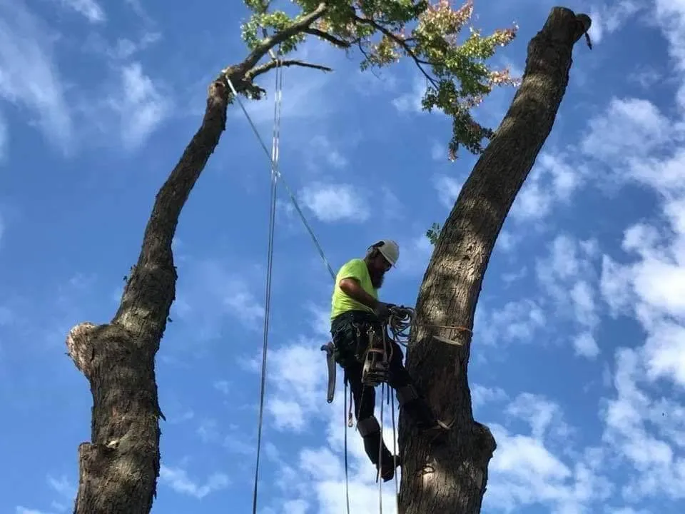 Top-rated landscape design in Perrysburg, OH by Hansen's Tree & Crane Service