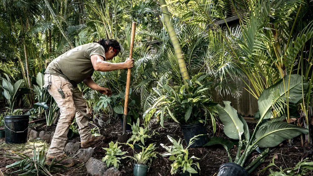 Professional yard cleanup service for residential properties in Honolulu, HI by Hapa Landscaping