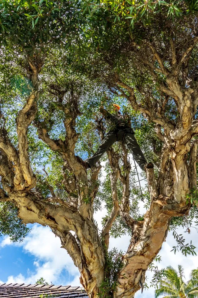 Custom garden landscaping in Honolulu, HI by Hapa Landscaping