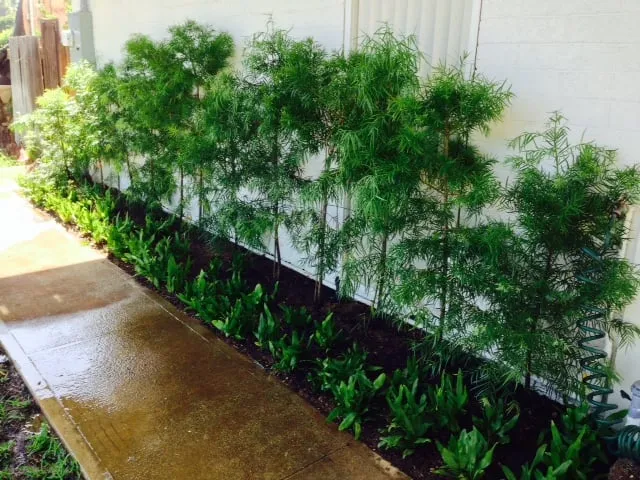 Expert landscaping services in Honolulu, HI by Hapa Landscaping