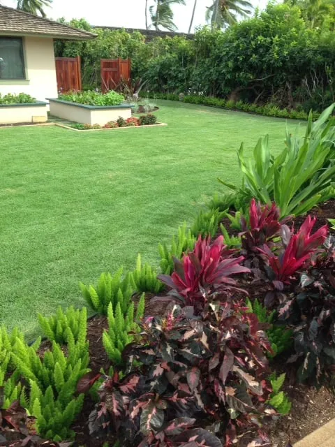 Expert yard cleanup service in Honolulu, HI - Hapa Landscaping