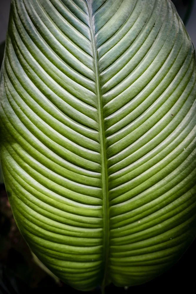 Expert landscape design in Honolulu, HI by Hapa Landscaping