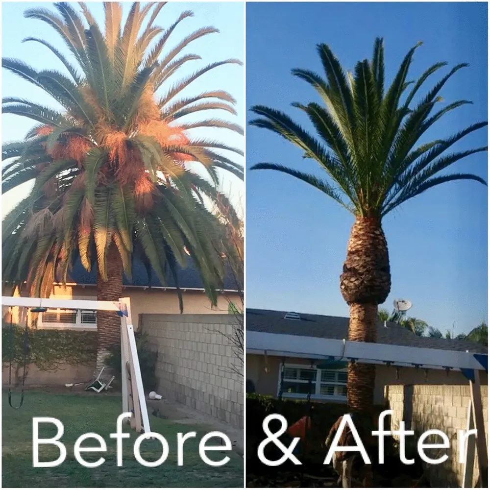 Expert lawn care service with custom design in buckeye, AZ by Happy Clean Lawnscapes