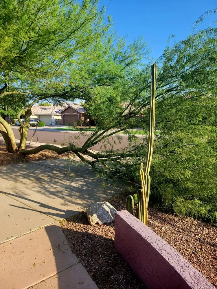 Top-rated yard maintenance for year-round maintenance across buckeye, AZ - Happy Clean Lawnscapes