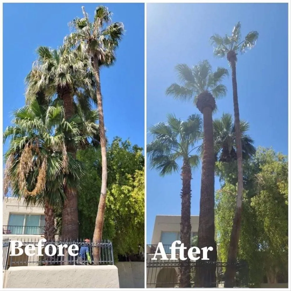 Expert yard maintenance for outdoor upgrades in buckeye, AZ by Happy Clean Lawnscapes