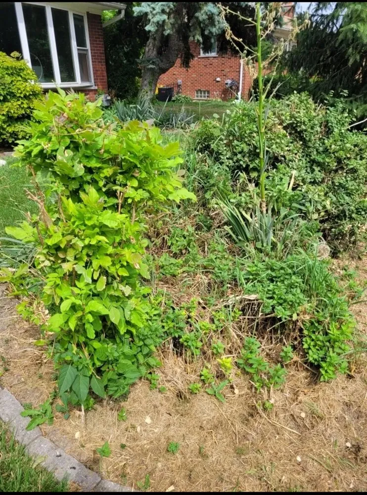 Affordable outdoor landscaping with custom design in Detroit, MI by Happy Cuts Lawncare