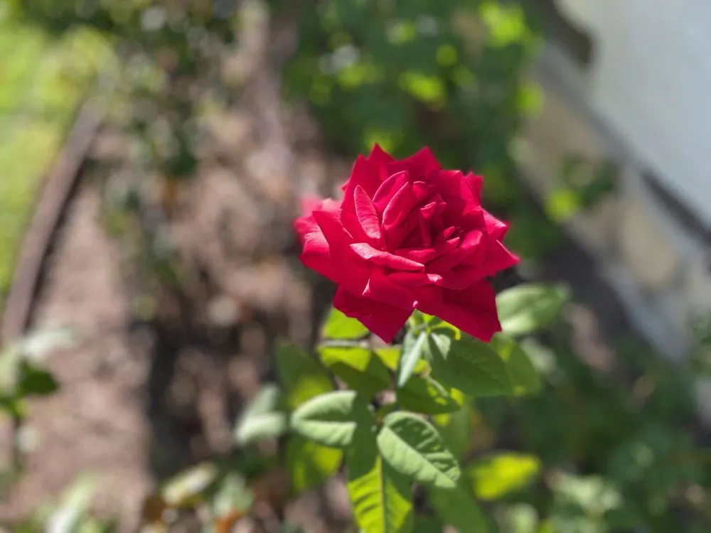 Local yard cleanup service near you across pasadena, CA - Happy Days Landscaping