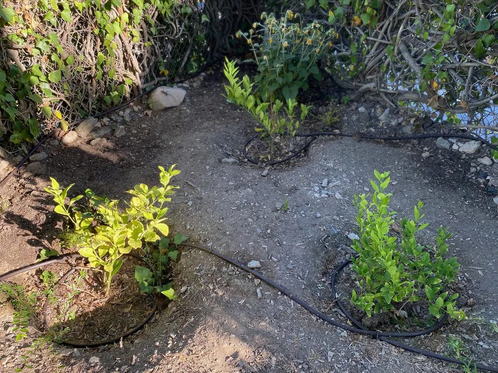 Expert yard cleanup service in pasadena, CA - Happy Days Landscaping