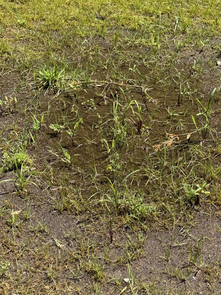 Local landscaping services for beautiful yards across Saint Paul Park, MN - Happy Garden Landscaping