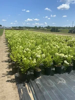 Happy Gardens Plant Nursery