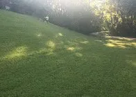 Top-rated yard cleanup service in Fenton, MO - Happy Grass