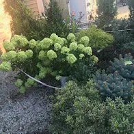 Top-rated lawn care service for homes in Fenton, MO by Happy Grass